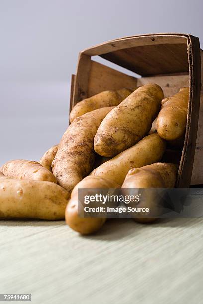 fingerling potatoes - fingerling potato stock pictures, royalty-free photos & images