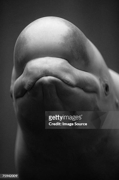 head of a whale - animal mouth stock pictures, royalty-free photos & images