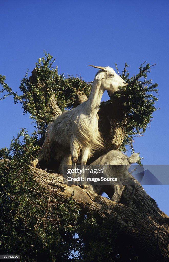 Goats in a tree in essaouira