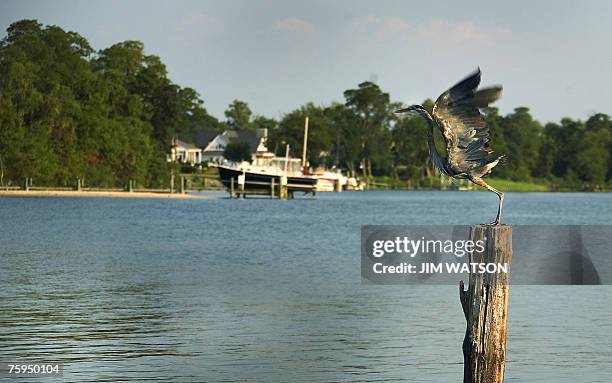 Crane prepares to fly out over the Chesapeake Bay in St. Michaels, Maryland, 02 August, 2007. St. Michaels is where US pop star Michael Jackson...