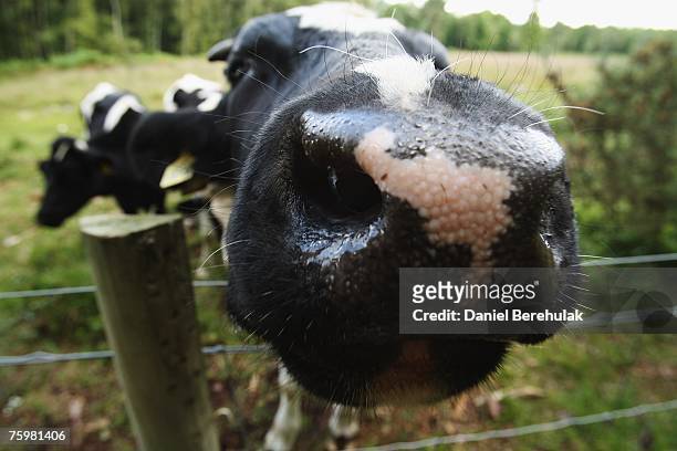 Cattle are pictured on a farm within a surveillance zone set up by the Department for the Environment, Food and Rural Affairs on August 6, 2007 in...