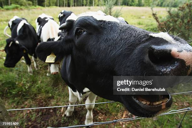 Cattle are pictured on a farm within a surveillance zone set up by the Department for the Environment, Food and Rural Affairs on August 6, 2007 in...