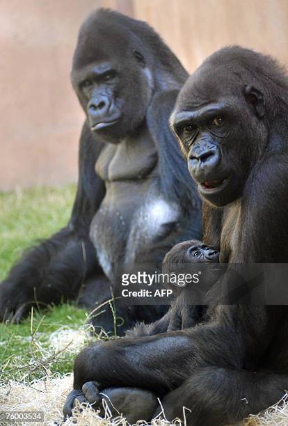 Nine-week-old baby gorilla Tatu lays in the arms of her mother Kijivu as Richard, the father looks on, at the gorilla enclosure of the Zoo, 07 August...