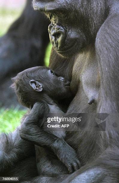 Nine-week-old baby gorilla Tatu suckles in the arms of her mother Kijivu at the gorilla enclosure of the Zoo, 07 August 2007, in Prague. For two days...