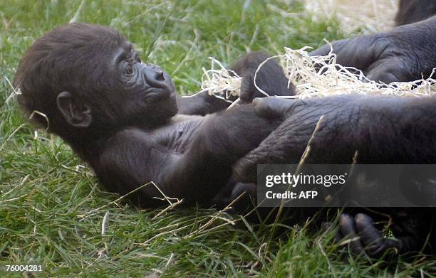 Nine-week-old baby gorilla Tatu lays in the arms of her mother Kijivu at the gorilla enclosure of the Zoo, 07 August 2007, in Prague. For two days...