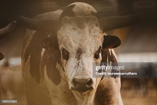portrait of a bull at a rodeo - toro animal fotografías e imágenes de stock