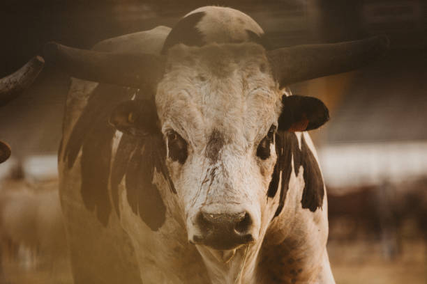 portrait of a bull at a rodeo - bull animal stock pictures, royalty-free photos & images