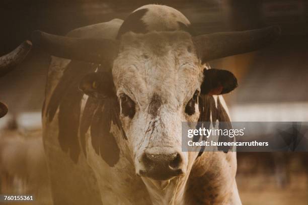 portrait of a bull at a rodeo - working animal stock pictures, royalty-free photos & images