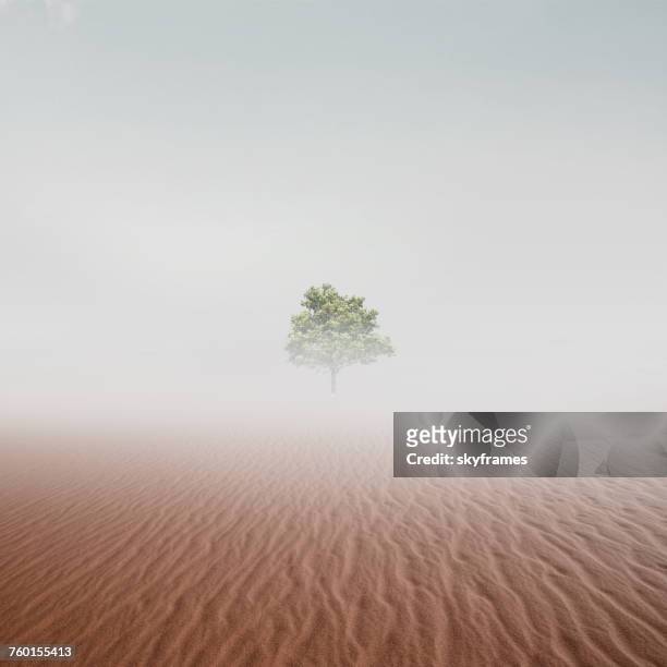 lone tree in the desert in mist - mirage fotografías e imágenes de stock