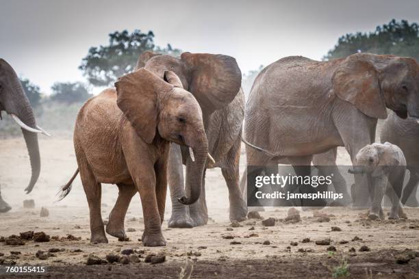 herd of elephants, tsavo east national park, kenya - parc national de tsavo est photos et images de collection