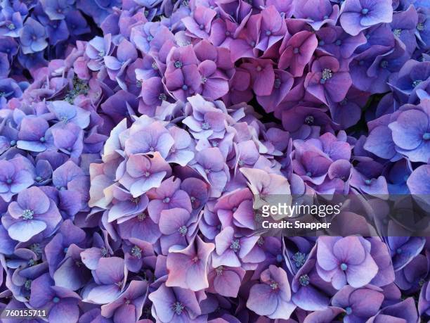 purple hydrangea flowers - hortensia stock-fotos und bilder