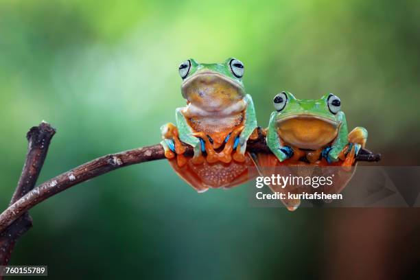 two javan tree frogs on branch, indonesia - frösche stock-fotos und bilder