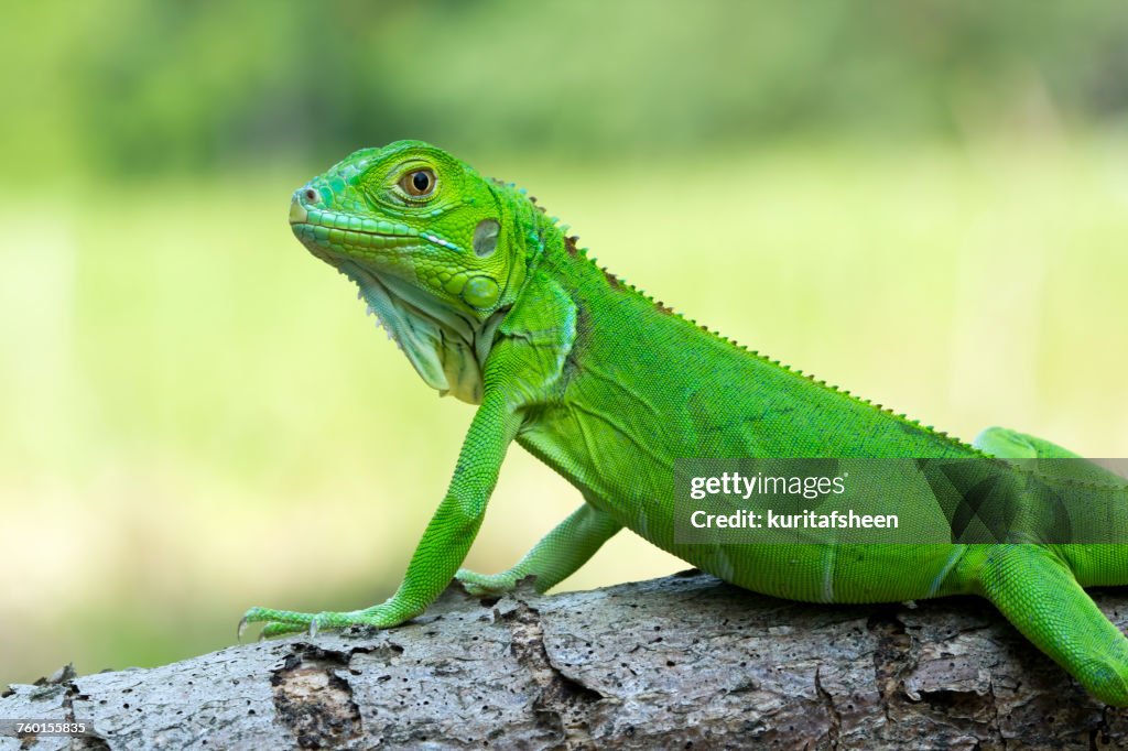 Green iguana on a branch