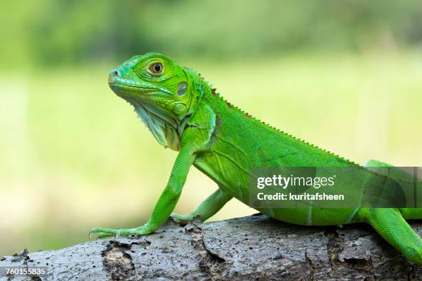 green iguana on a branch - iguana stock pictures, royalty-free photos & images