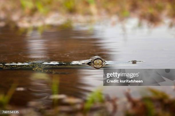 crocodile head partially submerged in river - ambush stock pictures, royalty-free photos & images