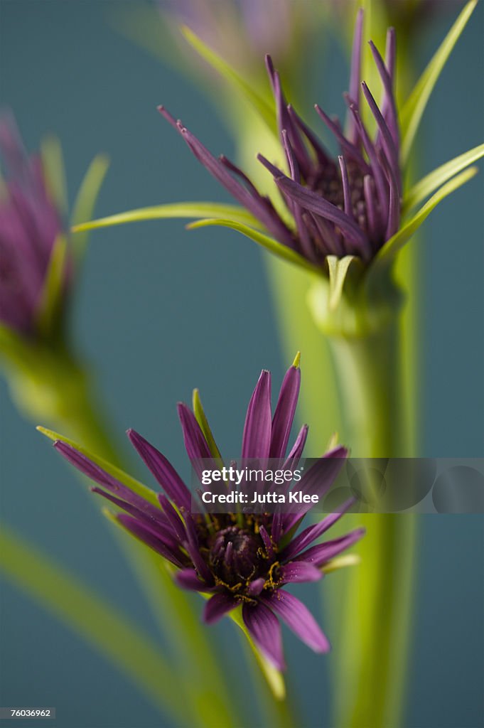 Salsify flowers, close-up