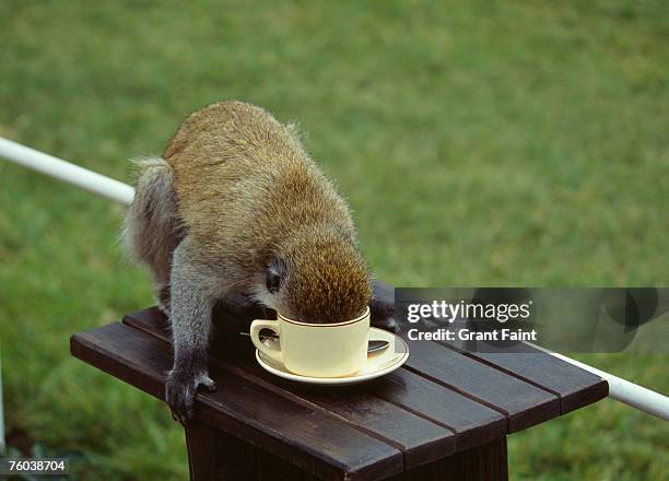 kenya, masi mara, monkey drinking from coffee cup at safari camp - mensaap stockfoto's en -beelden