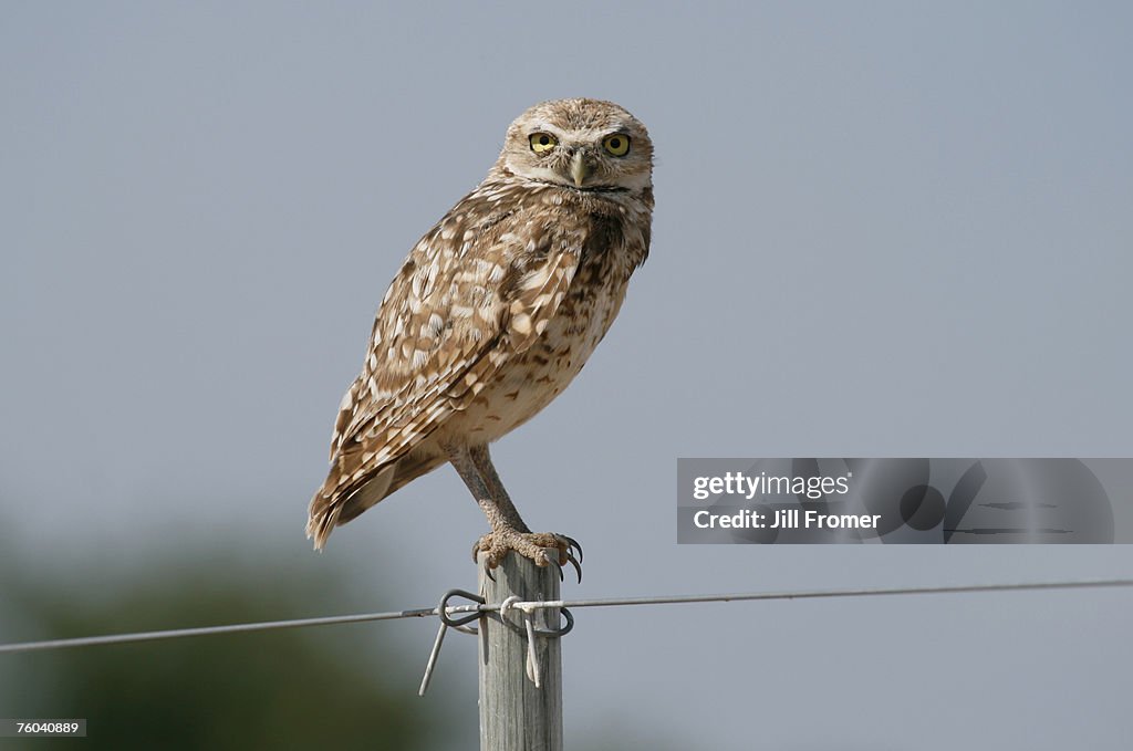 A burrowing owl sitting on a fence post. Taken in New Mexico, USA.