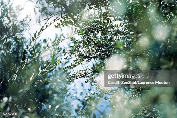 "olive trees, low angle view of branches" - olijfboom stockfoto's en -beelden