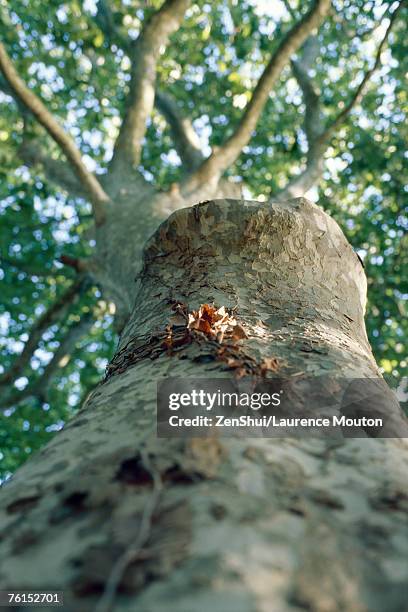 Low Rise Tree Trunk 916 Tree Trunk Low Close Up Stock Photos, High-Res Pictures, and Images ...