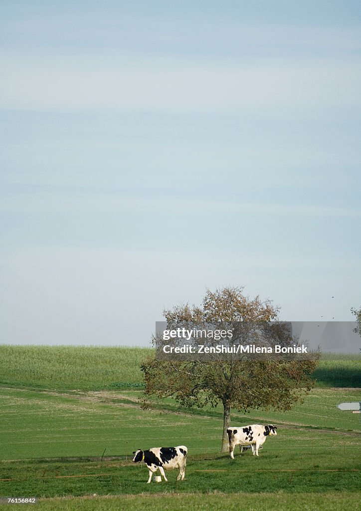 Cows grazing in green pasture