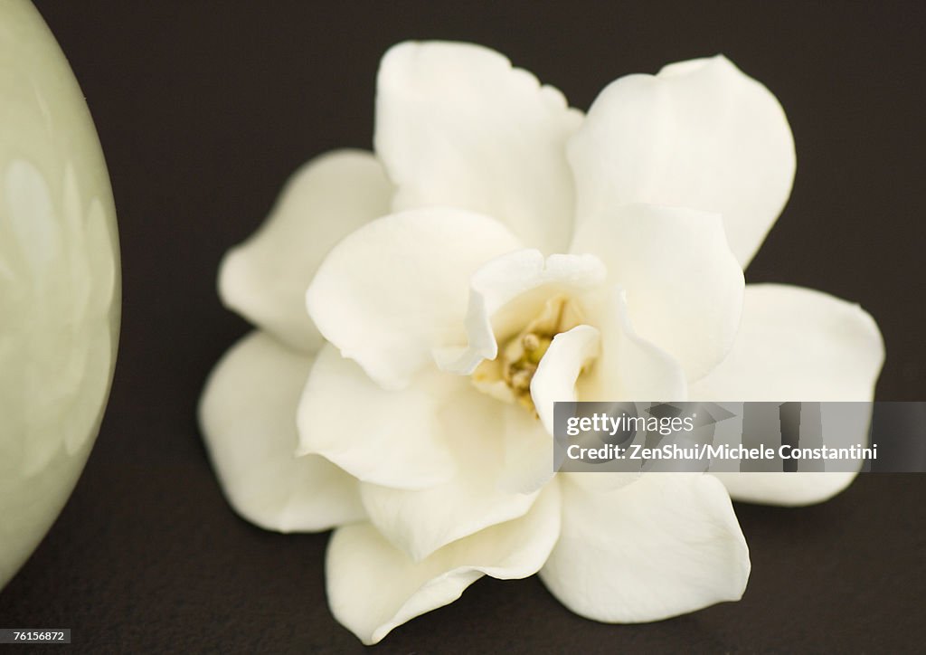 Gardenia flower