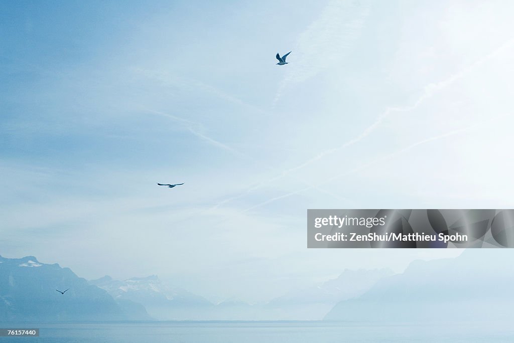 Switzerland, gulls flying over Lake Geneva