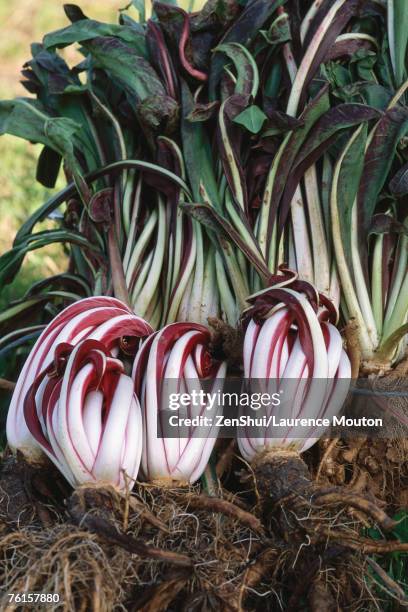 radicchio and chard - andijvie stockfoto's en -beelden