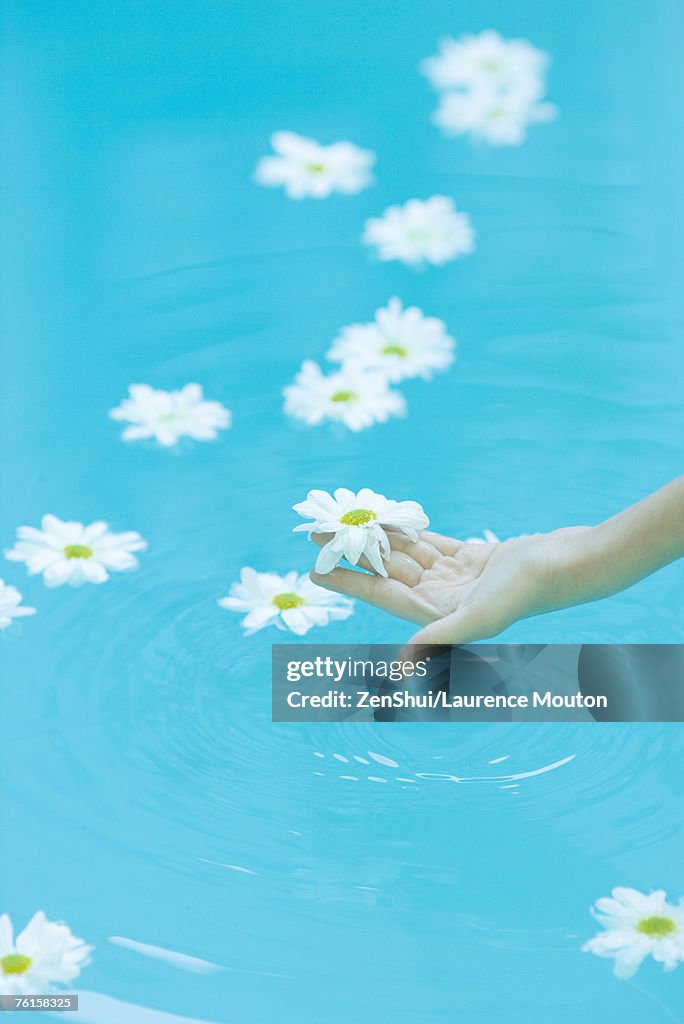 Daisies floating on surface of water, woman's hand picking up flower