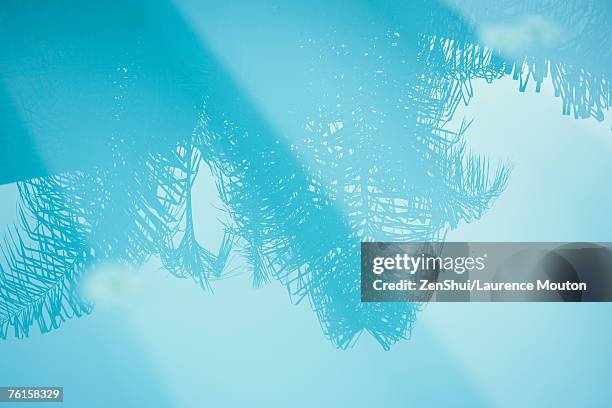 palm tree reflected in surface of water - palm shadow stock pictures, royalty-free photos & images