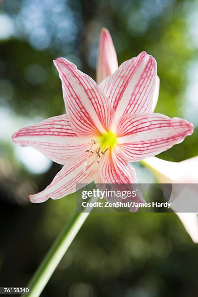 amaryllis flower - hippeastrum picotee stock pictures, royalty-free photos & images
