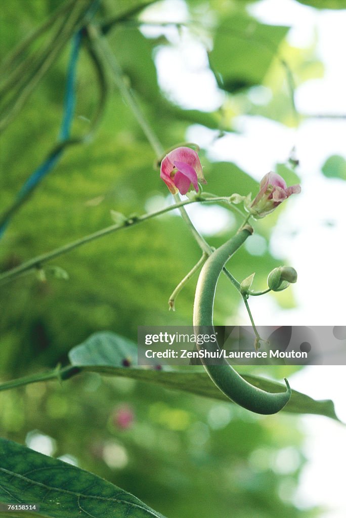 Flowering green bean plant