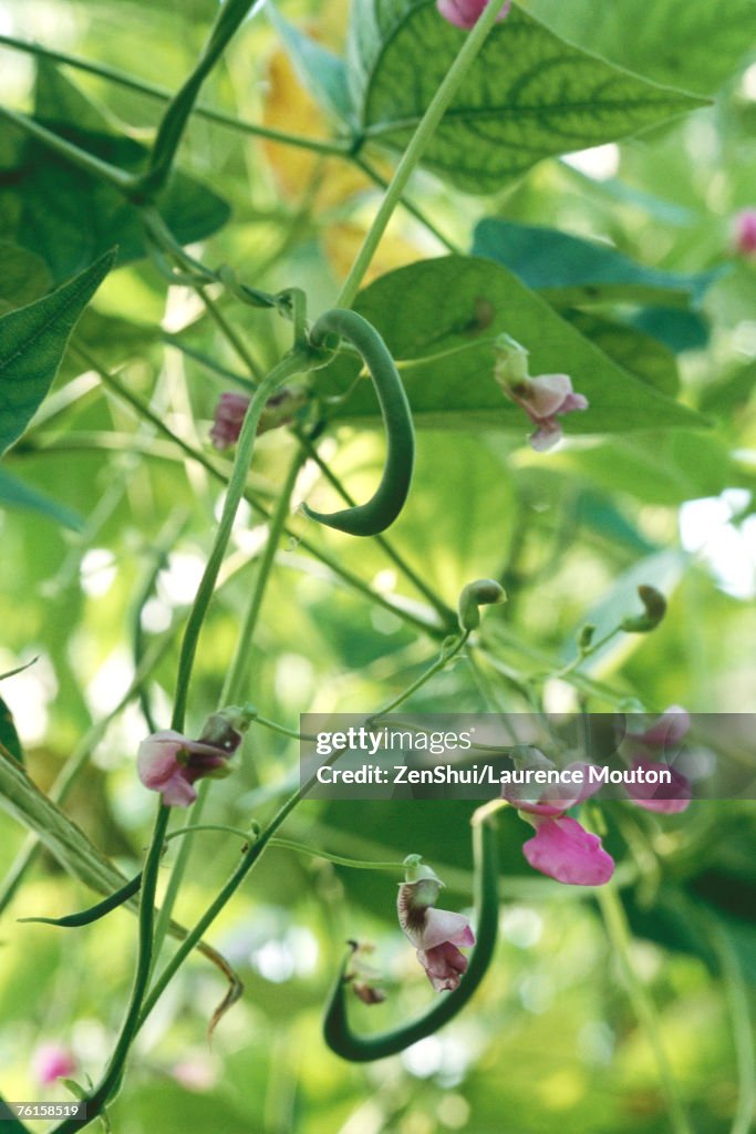Flowering green bean plant