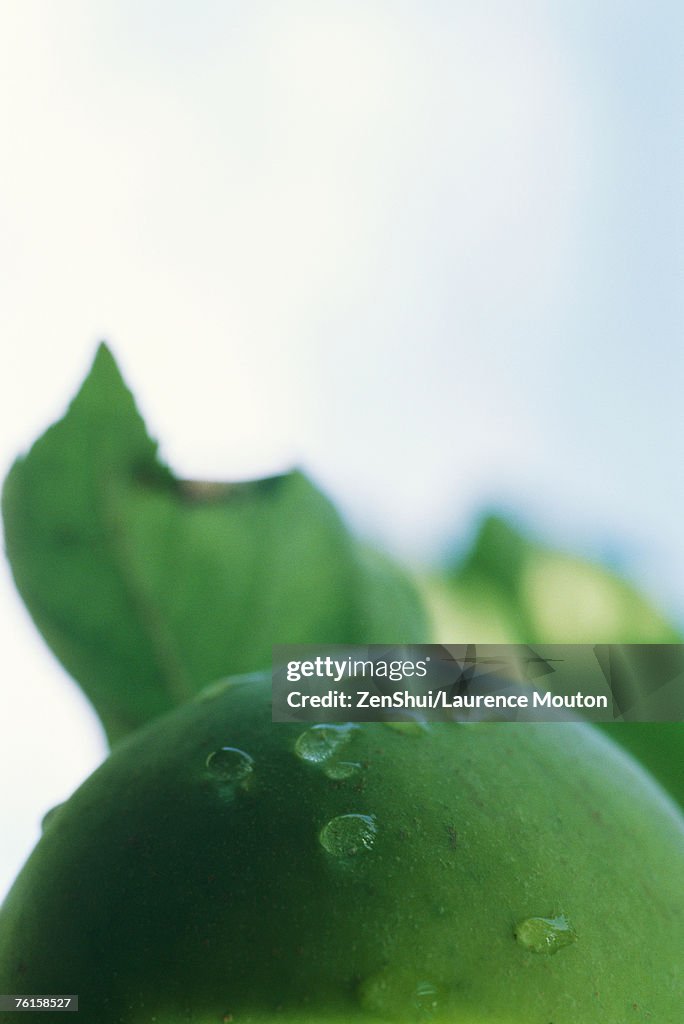 Drops of water on apple, extreme close-up