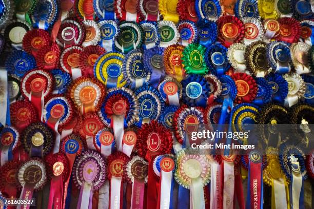 full frame close up of a large display of winning rosettes, competition awards in various colours. sporting competitions or show animal awards.  - animal win stock-fotos und bilder