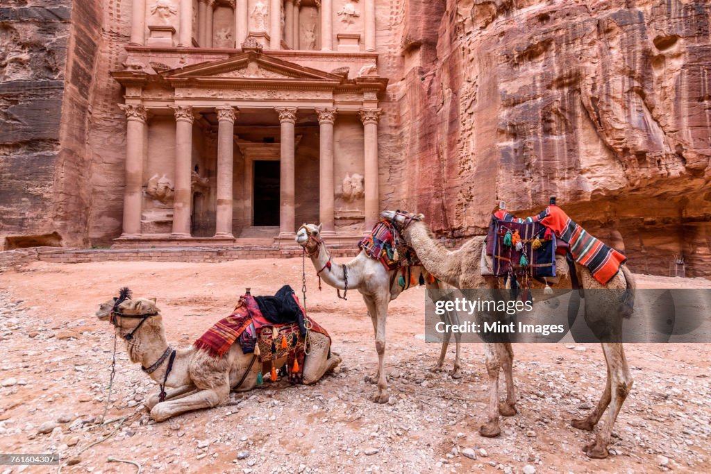 Exterior view of the rock-cut architecture of Al Khazneh or The Treasury at Petra, Jordan, camels in the foreground.