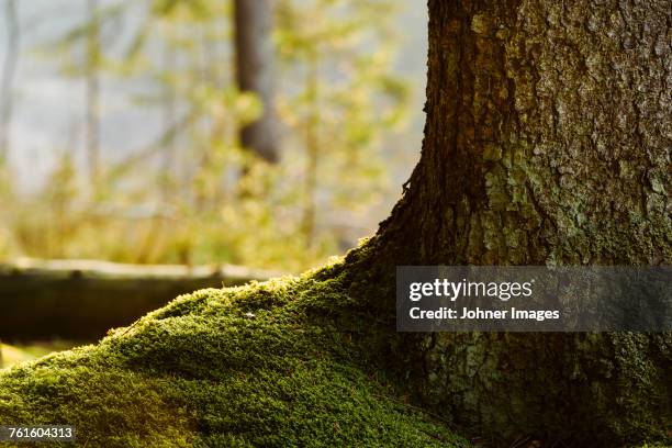 moss in forest - tree roots stock pictures, royalty-free photos & images