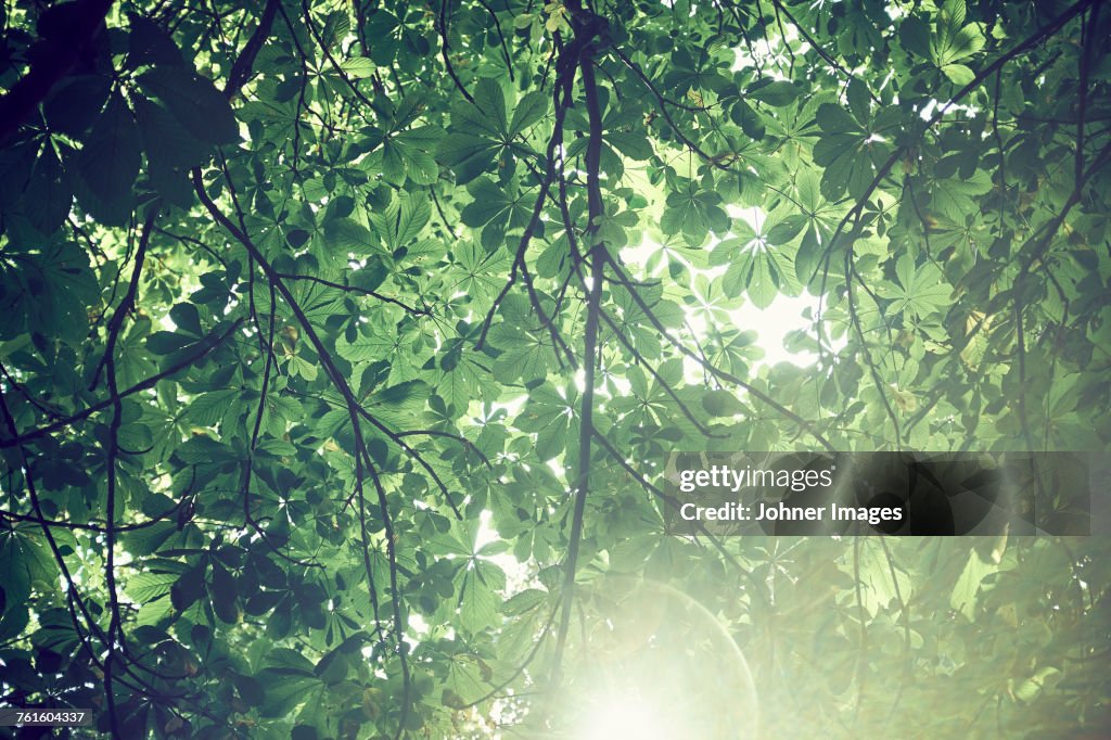 Green leaves on branches