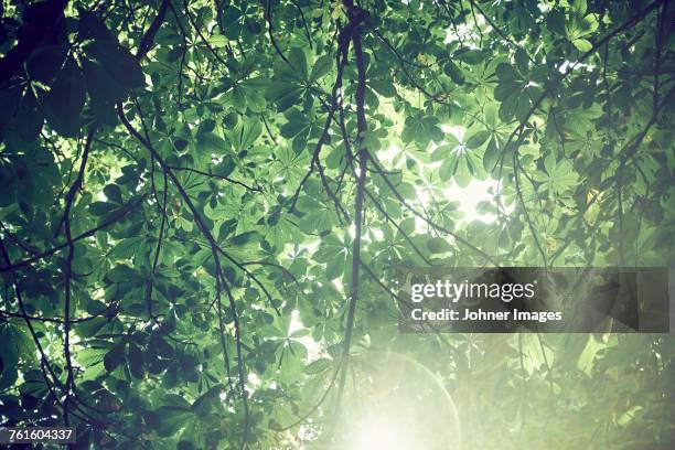 green leaves on branches - backlight　green ストックフォトと画像