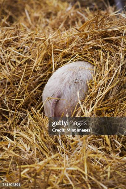 Pig Rear Photos and Premium High Res Pictures - Getty Images