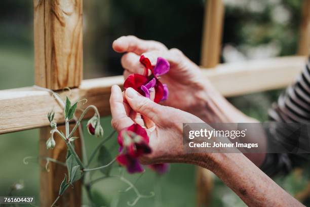 hands with sweet pea flowers - sweet peas stock-fotos und bilder