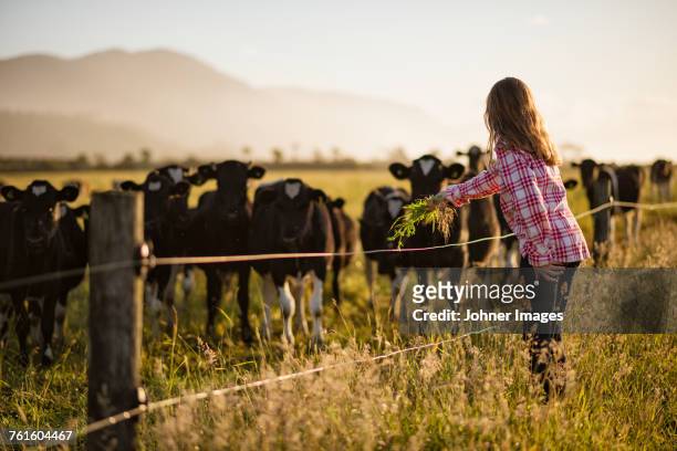 girl at cow pasture - new zealand cow stock pictures, royalty-free photos & images