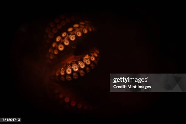 close up of octopus tentacles lit up, glowing red on a black background. - tentakel stock-fotos und bilder