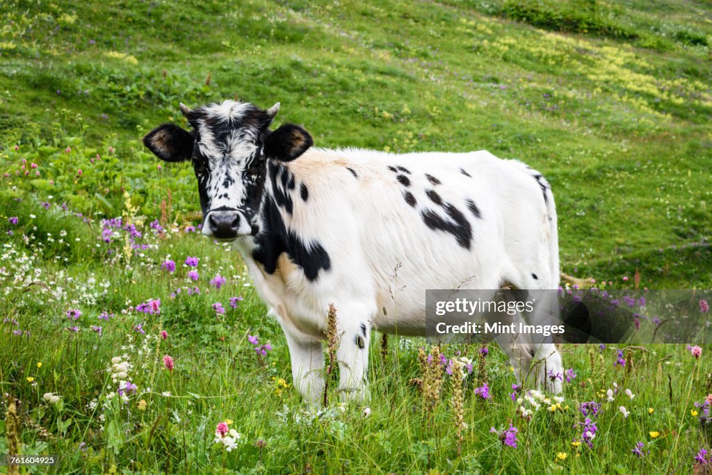 A cow with a white and black spotted hide standing in grassland, meadow pasture with wildflowers, Georgia.