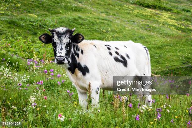 a cow with a white and black spotted hide standing in grassland, meadow pasture with wildflowers, georgia. - spotted cow stock pictures, royalty-free photos & images