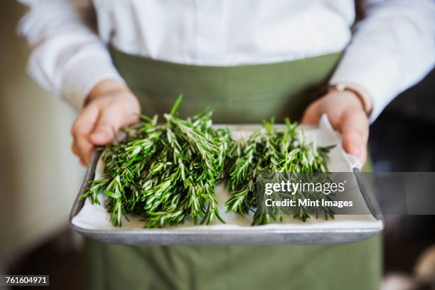 close up of person wearing apron holding tray with fresh rosemary. - alecrim imagens e fotografias de stock
