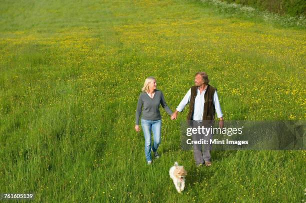 high angle view of man and woman walking hand in hand across a meadow, small dog running beside them. - middle age man and walking the dog stock pictures, royalty-free photos & images