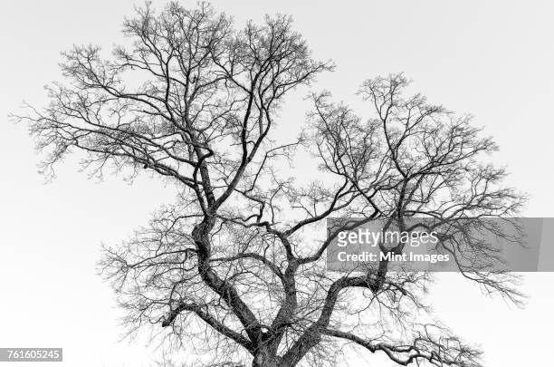 a tall tree with leafless branches in winter. - bare tree branches stock pictures, royalty-free photos & images