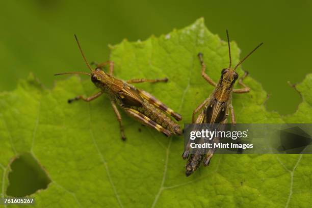 2 Crickets Insect 282 Two Crickets Stock Photos, High-Res Pictures, and Images - Getty Images