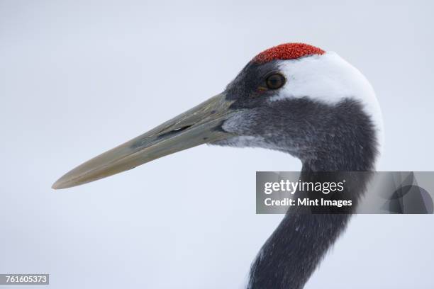 the head of red-crowned crane, grus japonensi, japanese crane. grey and white plumage with patch of red bare skin on the crown. bird life. - japanese crane stock pictures, royalty-free photos & images